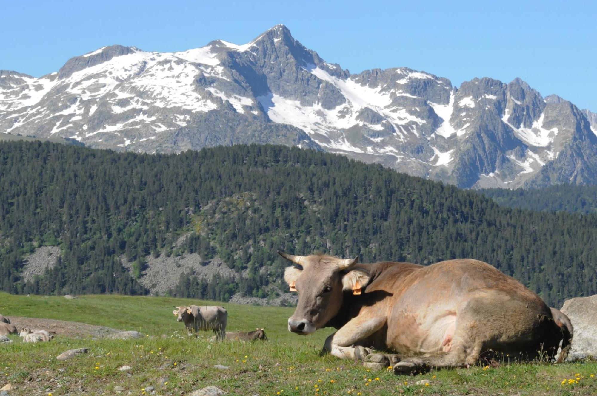 El Refugio De Aran Vielha Aparthotel Exteriér fotografie